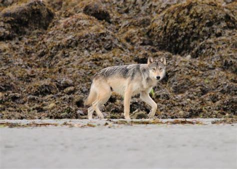 Coastal Wolf Wandering Past Our Camp West Coast Vancouver Island Wolf