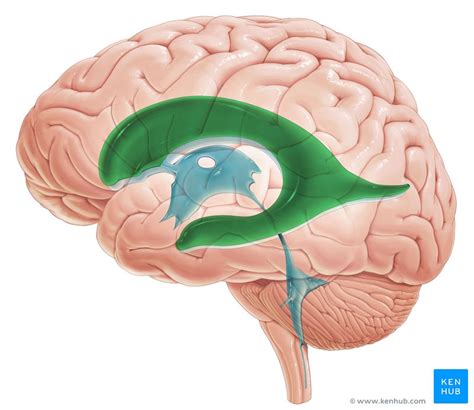 Ventricles Of The Brain Anatomy And Pathology Kenhub