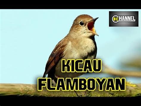 Asal anda tahu saja, burung common nightingale jantan memiliki nada yang sangat keras, bervariasi, serta aktif bernyanyi setiap jamnya burung flamboyan jantan dan betina. Burung flamboyan gacor dor - YouTube