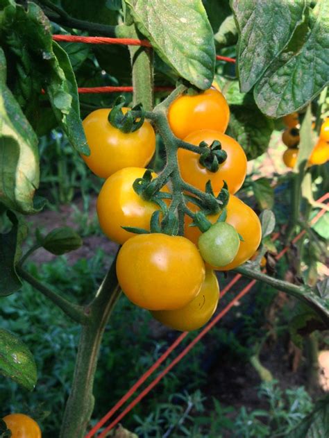 Yellow Tomato Plants For Sale Uk Garden Plant