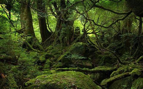Wild Forest Yakushima Japan 1920 X 1200 Forest Photography