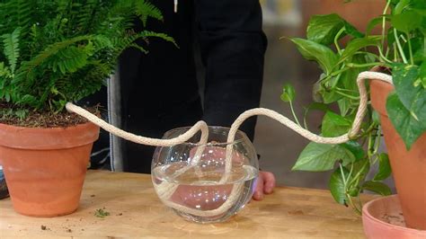 Use This Genius Hack To Water Your Houseplants While Youre Away Self