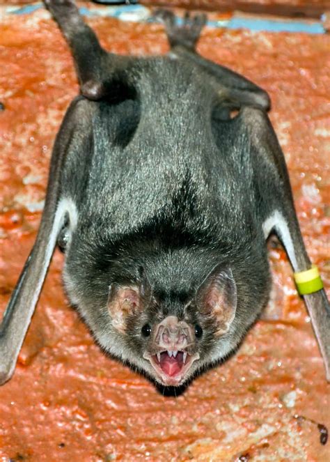 16 Venomous Mammals That Will Surprise You Bats Primates Platypus