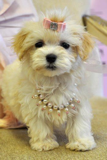 Havanese puppies available, making your dreams of a well adjusted havanese puppy come true. Havanese Puppies for sale Florida, Havanese puppies for ...