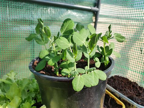 How To Grow Vegetables In Pots Growing Healthy Kids