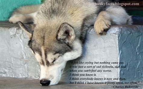 Funny Husky Quotes Quotesgram