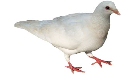 Pigeon Real Cute Animal White Pigeon Cute Animal Png Transparent