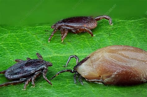 Ticks Stock Image C0300234 Science Photo Library