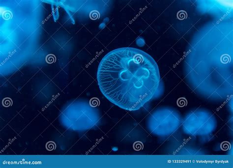 Jellyfish Moving Through Water Stock Image Image Of Diving Aquarium