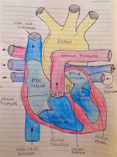 Coração Humano Anatomia Anatomia Médica Desenho