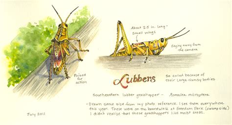 When not singing its quiet, insectlike song from atop a stalk in a weedy pasture, it disappears into the grasses where it usually runs along the ground rather than flies. A Nature Art Journal in Southwest Florida: Lubber grasshoppers
