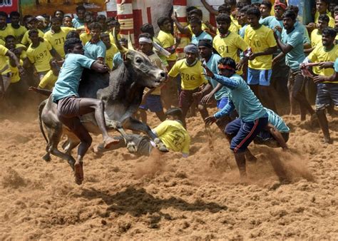 Cinematography that rivals that of fury road in making you ask how. Jallikattu 2019 in India - Dates & Map