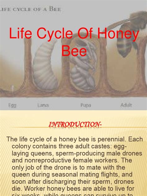 Life Cycle Of Honey Bee Honey Bee Agriculturally Beneficial Insects