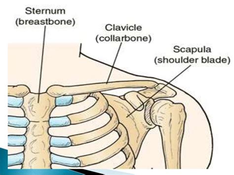 Osteology Of Clavicle