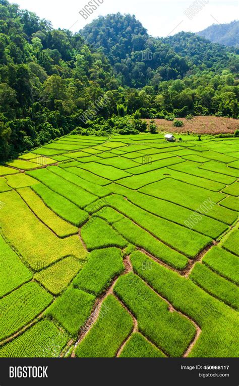 Aerial View Green Rice Image And Photo Free Trial Bigstock