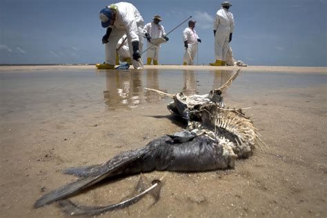 Bp Pays M To Settle Claims It Hid Size Of Gulf Of Mexico Spill The Independent The