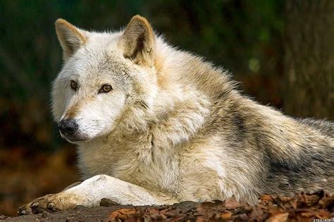 Wolf Wallpapers Fluffy Wolf Wallpaperspro