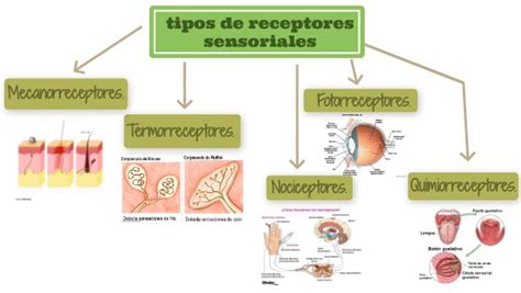Tipos De Receptores Sensoriales
