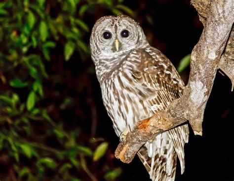 Barred Owl Night Photo Photographed In The Backyard At