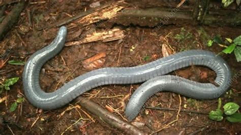 Giant Earthworm Stock Video Clip K0046337 Science Photo Library