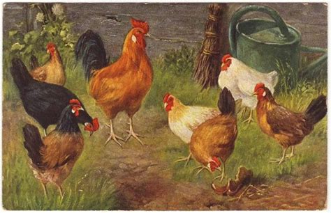 Antique Chickens Postcard Group Of Farm Birds Rooster And Hens