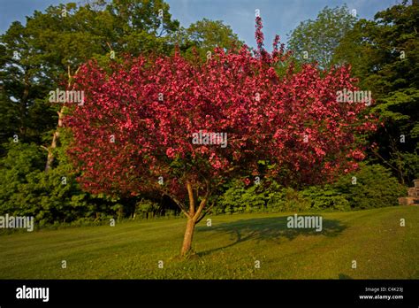 Crabapple Tree Malus Spp In Bloom New York Usa Cultivar