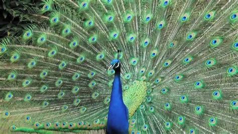 The most beautiful things are the most useless ones, such as peacocks and lilies. 5 Unusual Facts About Peacocks - YouTube