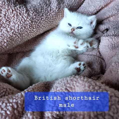 Purebred British Shorthair Boy Kitten Cats And Kittens For Rehoming