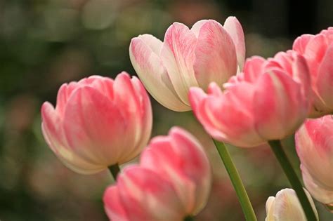 Free Photo Tulips Flowers Spring Plant Free Image On Pixabay