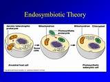 Endosymbiotic Theory Evolution