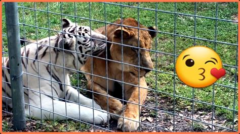 Love Story The Yelow Lion And White Tiger True Love Youtube