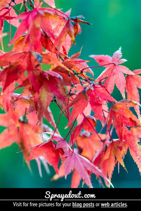 Free Picture Red Leaves Of A Maple Leaf Tree In Autumn