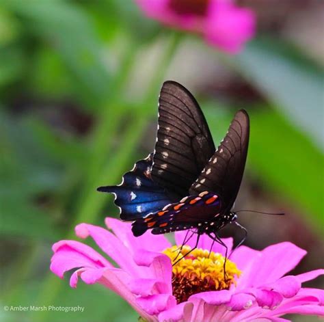 Pipevine Swallowtail On Pink Zinnia Original Glossy 8x10 Etsy