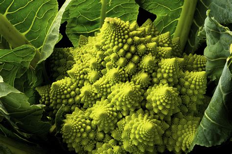 First documented in italy in the 16th century, it is chartreuse in color. Romanesco broccoli: A mathematical delight - CGTN