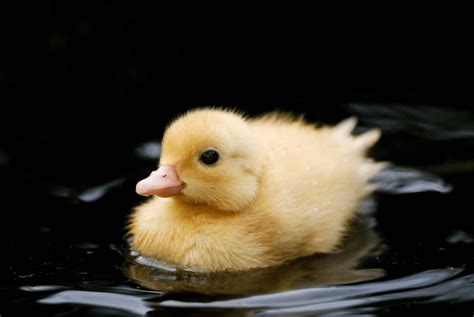 How To Raise A Baby Duck Natures Best Organic Feeds