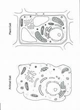 Cell Animal Plant Coloring Worksheet Color Cells Worksheets Pages Diagram Printable Science Kids Blank Biology Sheet Pulpbits Teaching Plants Animals sketch template