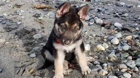 With each litter, we keep a list of people who have confirmed they want to purchase a german shepherd puppy. German shepherd puppies yuma az.