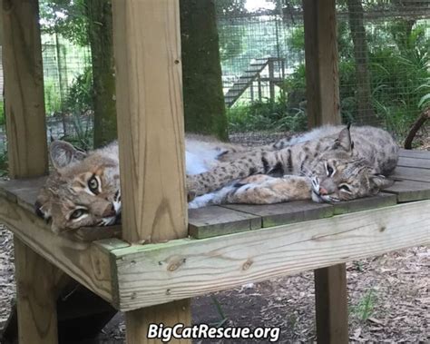 Big Cat Rescue In Florida Has Been Housing Exotic Animals