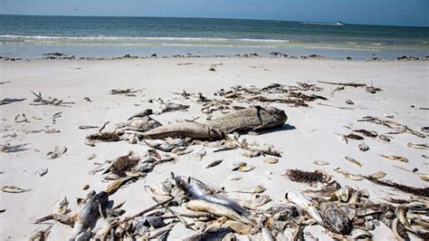 Red Tide Levels In Southwest Florida Are Increasing And Moving Up The