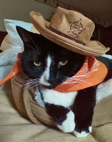 Im The New Sheriff In Town Cat Costumes Sheriff Tucker Fedora