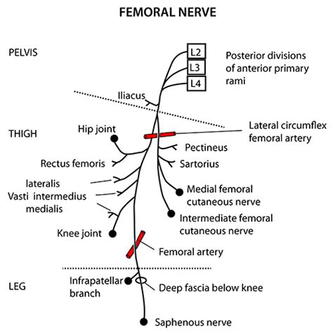 Instant Anatomy Lower Limb Nerves Femoral