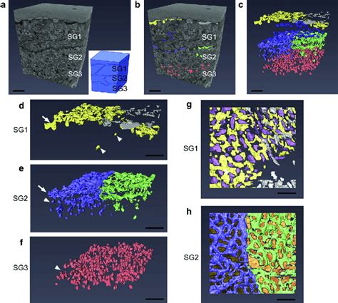 The Overall 3d Structure Of Lgs Changes Markedly Through The Course Of