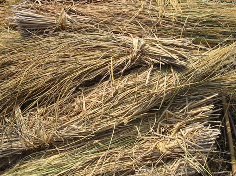 Rice Straw As Bioenergy Resource Bioenergy Consult