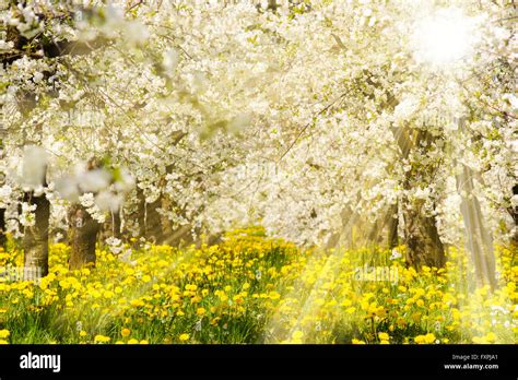 Sun Rays At Blooming Apple Tree Stock Photo Alamy