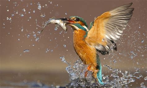 Ruling The River Kingfisher Emerges Triumphant From The Water With A