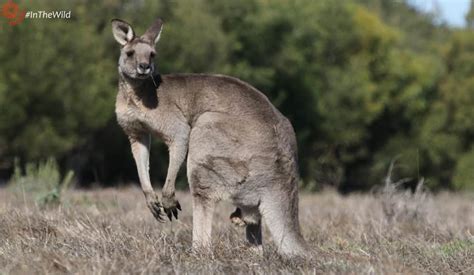 Eastern Grey Kangaroo Useful Facts For Wildlife Tour Guides Echidna
