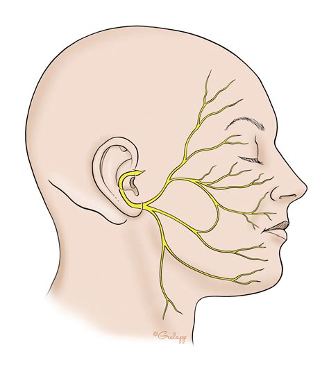 Anatomy Of The Facial Nerve Oto Surgery Atlas
