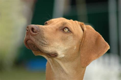 Liver Nose Rhodesian Ridgeback Puppy Stock Photo Image Of Brown