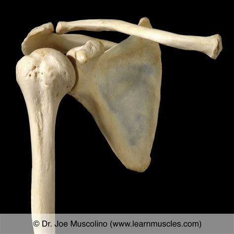 Shoulder (Glenohumeral) Joint - Learn Muscles