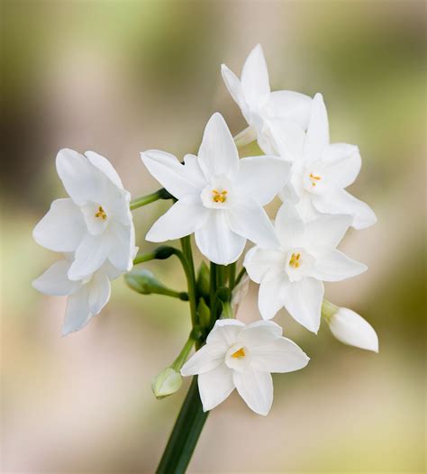 The 10 Most Fragrant Flowers To Plant In Your Garden Paperwhite